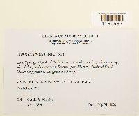 Grimmia laevigata image