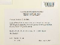 Grimmia laevigata image