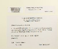 Grimmia laevigata image