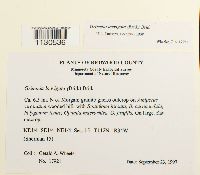 Grimmia laevigata image