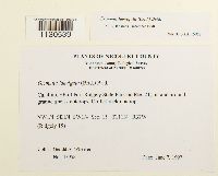 Grimmia laevigata image