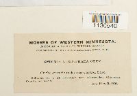 Grimmia laevigata image