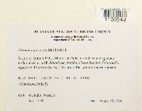 Grimmia laevigata image