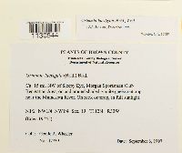 Grimmia laevigata image