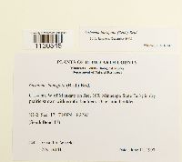 Grimmia laevigata image