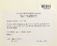 Grimmia laevigata image