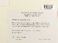 Grimmia laevigata image