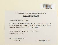 Grimmia laevigata image