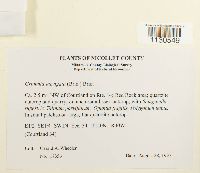 Grimmia laevigata image