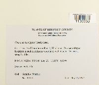 Grimmia laevigata image