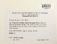 Grimmia laevigata image