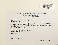 Grimmia laevigata image