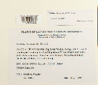 Grimmia laevigata image