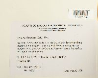 Grimmia laevigata image