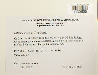 Grimmia laevigata image