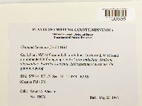 Grimmia laevigata image