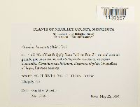 Grimmia laevigata image