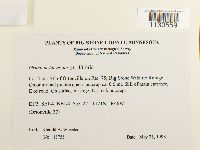 Grimmia laevigata image