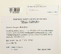 Grimmia laevigata image