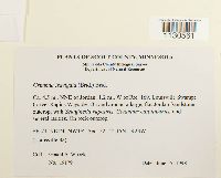 Grimmia laevigata image