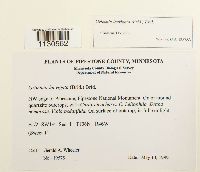 Grimmia laevigata image