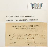 Grimmia pilifera image