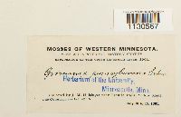 Grimmia pilifera image