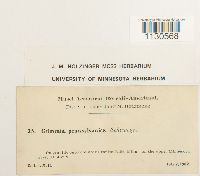 Grimmia pilifera image