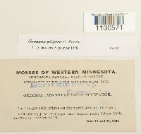 Grimmia pilifera image