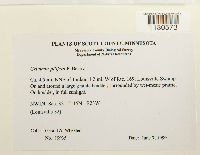 Grimmia pilifera image