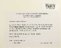 Grimmia pilifera image