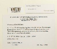 Grimmia pilifera image