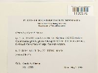 Grimmia pilifera image