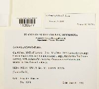 Grimmia pilifera image