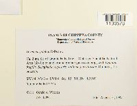 Grimmia pilifera image