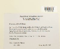 Grimmia pilifera image