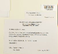 Grimmia pilifera image