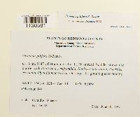 Grimmia pilifera image