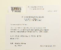 Grimmia pilifera image