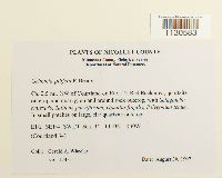 Grimmia pilifera image