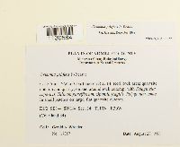 Grimmia pilifera image