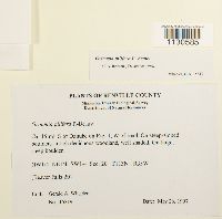 Grimmia pilifera image