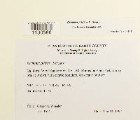 Grimmia pilifera image