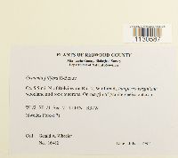 Grimmia pilifera image