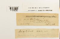 Grimmia teretinervis image