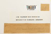 Grimmia teretinervis image