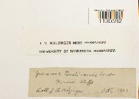 Grimmia teretinervis image