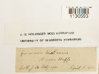 Grimmia teretinervis image