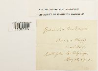 Grimmia teretinervis image