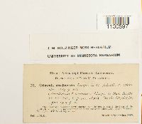 Grimmia teretinervis image